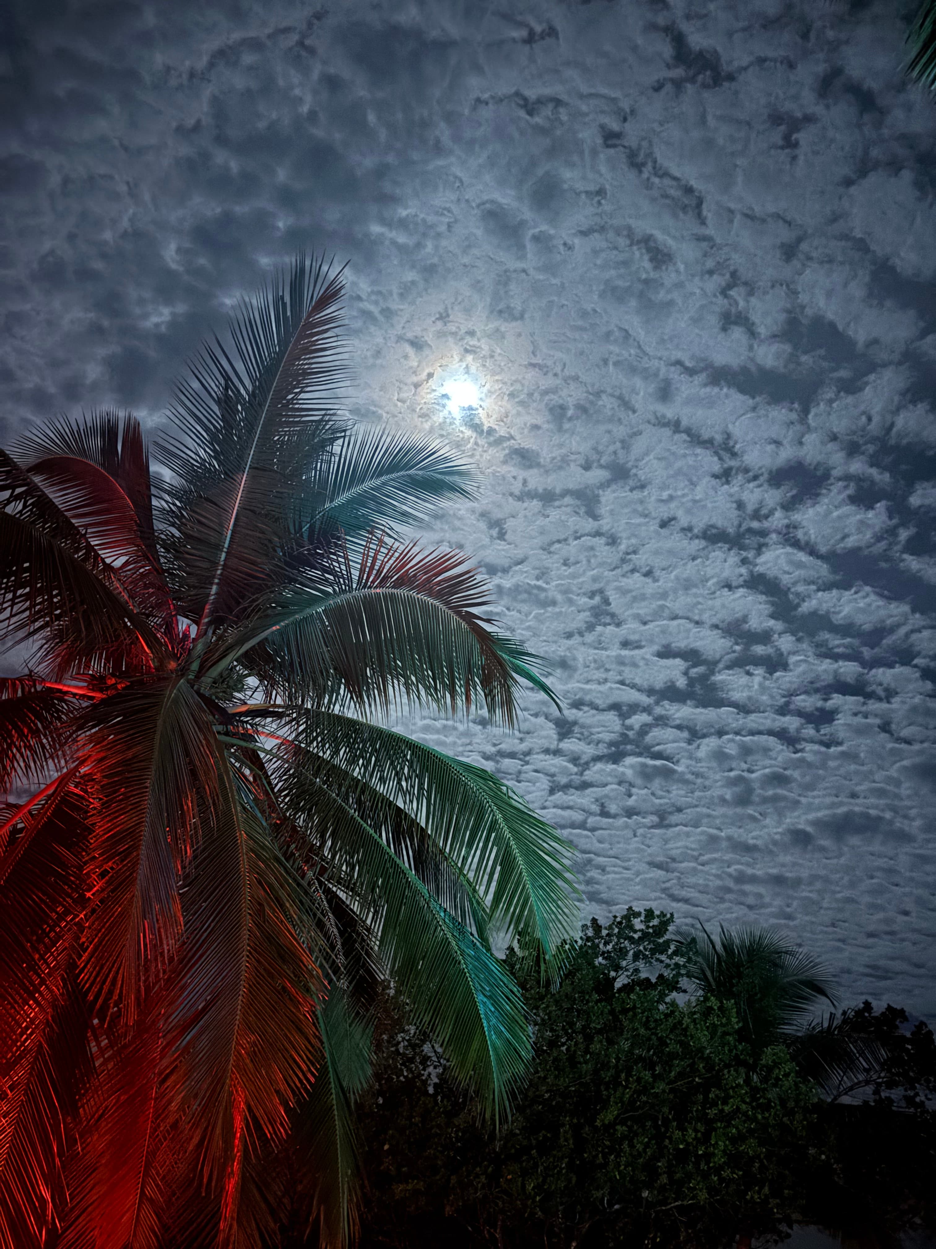 Palm trees and moonlight
