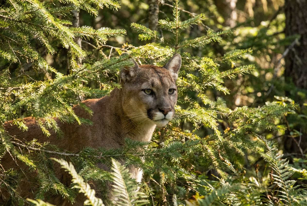 Mountain lion